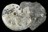 Iridescent Discoscaphites Ammonite - South Dakota #98721-1